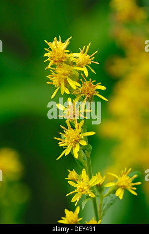 La Verge d'Européen ou Solidago virgaurea (Woundwort), Rhénanie du Nord-Westphalie Banque D'Images