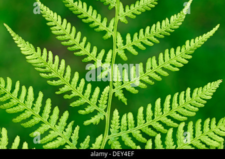 (Lady Fern Athyrium filix-femina), feuilles, Rhénanie du Nord-Westphalie Banque D'Images
