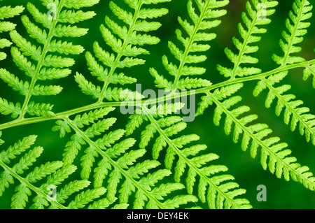 (Lady Fern Athyrium filix-femina), feuilles, Rhénanie du Nord-Westphalie Banque D'Images