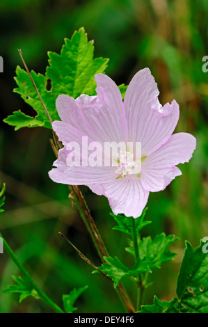 Plus de musc-mallow, Cut-leaved Mallow, Verveine ou mauve La Mauve Malva alcea (mauve), Rhénanie du Nord-Westphalie Banque D'Images