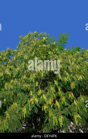 Arbre généalogique Powder Puff (Calliandra sp.), l'Utah, USA, Amérique du Nord Banque D'Images