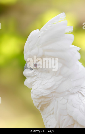 Cacatoès cacatoès blanc ou parapluie (Cacatua alba), portrait, l'occurrence en Indonésie, captive, Rhénanie du Nord-Westphalie, Allemagne Banque D'Images