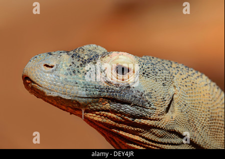Dragon de Komodo (Varanus komodoensis), portrait, originaire d'Indonésie, captive Banque D'Images
