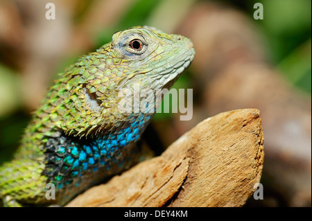 Emerald Swift ou lézard épineux de la malachite (Sceloporus malachiticus), homme, portrait, originaire d'Amérique centrale, captive, Hamm Banque D'Images