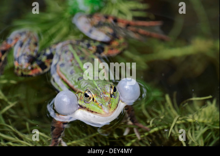 Grenouille d'eau (Rana esculenta), homme, appelant, sac vocal, Rhénanie du Nord-Westphalie, Allemagne Banque D'Images