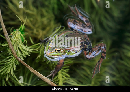 Grenouille d'eau (Rana esculenta), homme, Rhénanie du Nord-Westphalie, Allemagne Banque D'Images