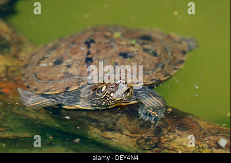 La tortue géographique (Graptemys geographica), originaire d'Amérique du Nord, captive, Rhénanie du Nord-Westphalie, Allemagne Banque D'Images