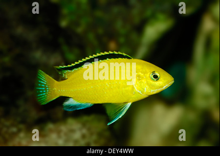 Cichlidé jaune électrique (Labidochromis caeruleus), originaire de l'Afrique de l'est le lac Malawi, captive, Rhénanie du Nord-Westphalie Banque D'Images