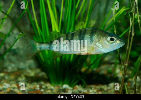 European la perche (Perca fluviatilis), les poissons d'eau douce, originaire d'Europe, captive, Rhénanie du Nord-Westphalie, Allemagne Banque D'Images