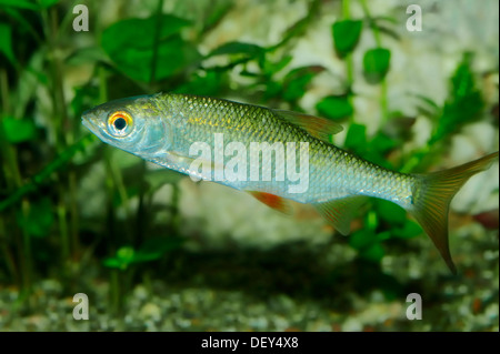 Le gardon (Rutilus rutilus), le poisson d'eau douce, originaire d'Europe, captive, Rhénanie du Nord-Westphalie, Allemagne Banque D'Images