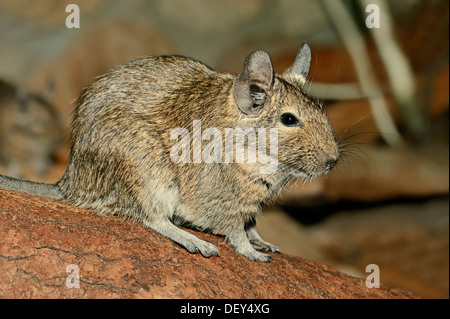 (Octodon Degu commun), native de dégus Chili, captive, Rhénanie du Nord-Westphalie, Allemagne Banque D'Images