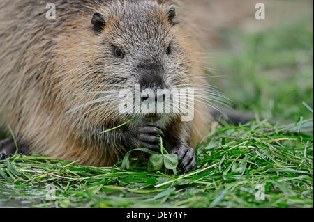 Ragondin Rat River, ou le ragondin (Myocastor coypus), Nordrhein-Westfalen, Allemagne Banque D'Images