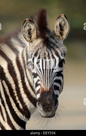 Le zèbre de Chapman (Equus quagga chapmani Equus burchellii, chapmani), portrait, originaire d'au Zimbabwe, au Botswana et en Zambie, captive Banque D'Images