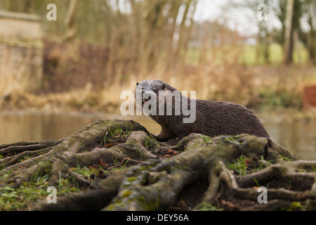 La loutre (Lutra lutra) manger un poisson sur une berge au Royaume-Uni Banque D'Images