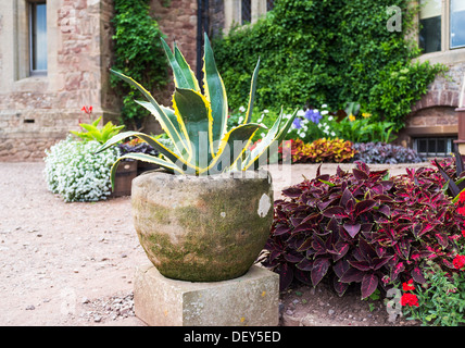 Dunster, Somerset, Angleterre. Le 8 août 2013. Cactus dans un récipient en pierre dans une cour. Une Agave americana 'Variegata'. Banque D'Images