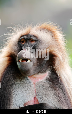 Ou gélada (Theropithecus Gelada babouin gélada), homme, portrait, survenue en Ethiopie, captive, France Banque D'Images