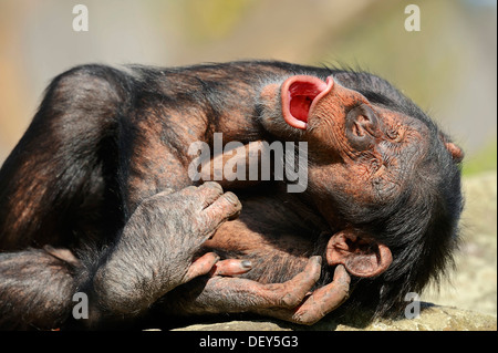 Chimpanzé (Pan troglodytes), homme le bâillement, l'occurrence en Afrique, captive, Allemagne Banque D'Images