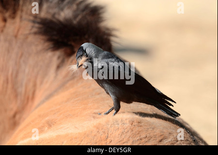 Choucas (Corvus monedula, Coloeus monedula) la collecte de cheveux de cheval comme matériel de nidification, les Pays-Bas Banque D'Images