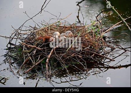 Foulque macroule (Fulica atra), nid avec des oeufs, Rhénanie du Nord-Westphalie, Allemagne Banque D'Images