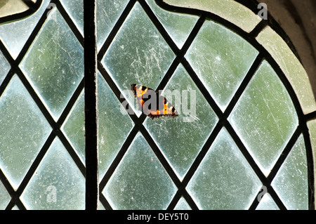 Les petites écailles de papillon, captive l'église Saint-Jacques, Kington, Worcestershire, Angleterre, RU Banque D'Images