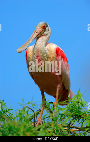 Roseate Spoonbill (Ajaia ajaja, Platalea ajaja), Florida, United States Banque D'Images