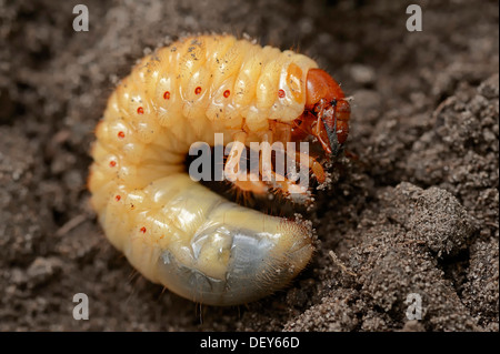 Cockchafer, mai bug (Melolontha melolontha), grub, larve, Rhénanie du Nord-Westphalie, Allemagne Banque D'Images