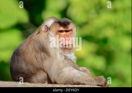 Le sud de pig-tailed macaque (Macaca nemestrina), homme, sur la péninsule malaise, Sumatra et Bornéo, captive Banque D'Images
