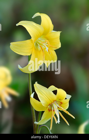 Avalanche jaune lily, lily glacier ou fauve dogtooth (lily Erythronium grandiflorum), Nordrhein-Westfalen, Allemagne Banque D'Images