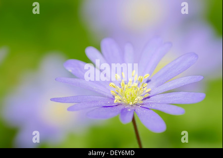 Anémone bleue ou Grecian Windflower Anemone apennina (, Anemone blanda), Nordrhein-Westfalen, Allemagne Banque D'Images