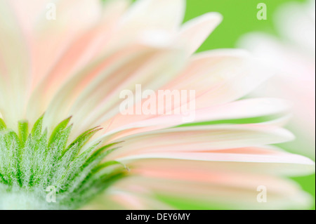 Gerbera (Gerbera jamesonii), détail de fleur, Rhénanie du Nord-Westphalie, Allemagne Banque D'Images