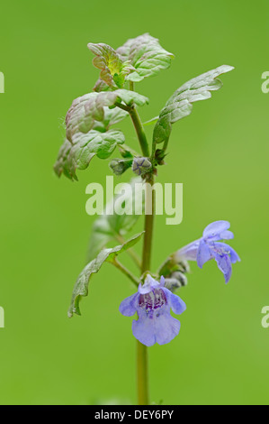 Rez-de-lierre, Gill sur le sol ou le lierre terrestre (Glechoma hederacea), des tiges de fleurs, Rhénanie du Nord-Westphalie, Allemagne Banque D'Images