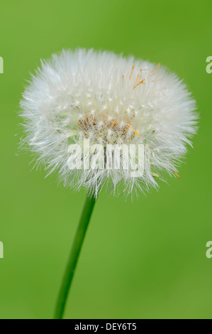 Le pissenlit (Taraxacum officinale), pissenlit, seedhead réveil, Rhénanie du Nord-Westphalie, Allemagne Banque D'Images