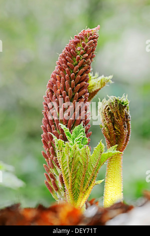 Parasol ou l'homme pauvre Rhubarbe géante (Gunnera insignis), inflorescence, survenue en Amérique du Sud, Banque D'Images