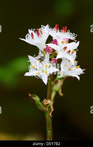 Bog-bean ou Buckbean (Menyanthes trifoliata), fleurs, Rhénanie du Nord-Westphalie, Allemagne Banque D'Images