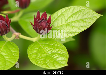 Carolina Sweetshrub (Liriodendron tulipifera), branche avec fleurs, survenue en Amérique du Nord, en Rhénanie du Nord-Westphalie, Allemagne Banque D'Images