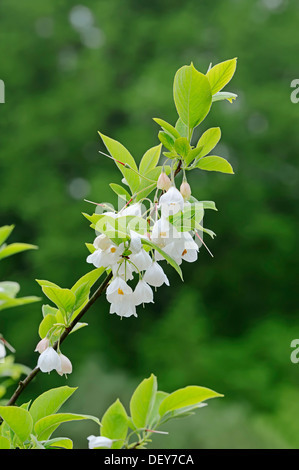 Silverbell Halesia monticola (montagne), branche avec fleurs, survenue en Amérique du Nord ;, Rhénanie du Nord-Westphalie, Allemagne Banque D'Images