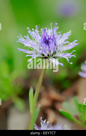 Coeur-leaved globe daisy (Globularia cordifolia), fleur, Rhénanie du Nord-Westphalie, Allemagne Banque D'Images