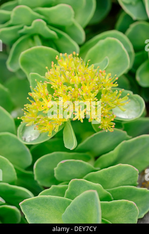 Ou Rhodiola rosea de Rhodiola (racine), présente dans les montagnes d'Eurasie et d'Amérique du Nord, Banque D'Images