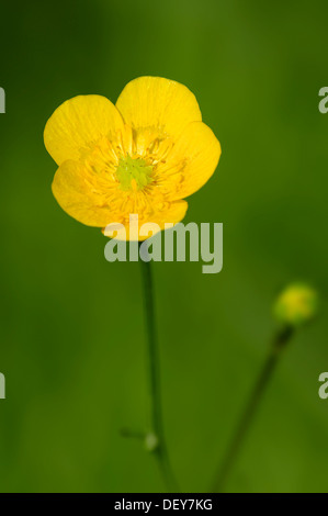 Renoncule des prés ou la renoncule âcre (Ranunculus acris), fleur, Rhénanie du Nord-Westphalie, Allemagne Banque D'Images