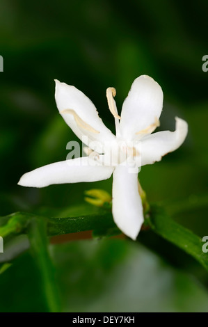 Usine de café (Coffea arabica), la floraison, la Rhénanie du Nord-Westphalie, Allemagne Banque D'Images