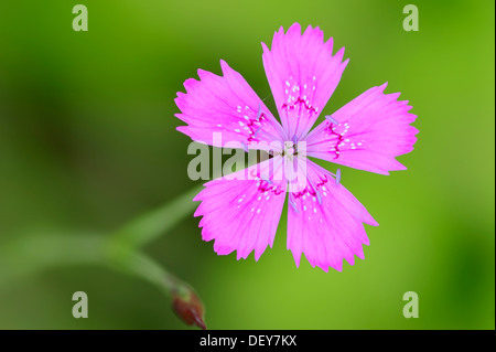 Rose de jeune fille, Dianthus Dianthus deltoides (), la floraison, la Rhénanie du Nord-Westphalie, Allemagne Banque D'Images