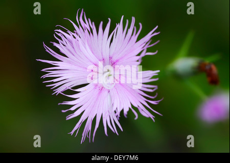 Rose à franges, Dianthus Dianthus monspessulanus (), la floraison, la Rhénanie du Nord-Westphalie, Allemagne Banque D'Images