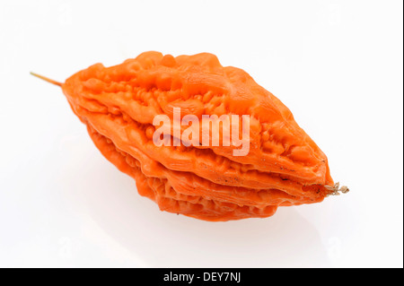 Le Melon Amer, amer ou courge amère (Momordica charantia), Bergkamen, Rhénanie du Nord-Westphalie, Allemagne Banque D'Images