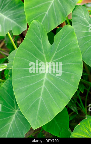 Le taro, igname, ou coco (Eddo Colocasia esculenta), feuilles, Rhénanie du Nord-Westphalie, Allemagne Banque D'Images
