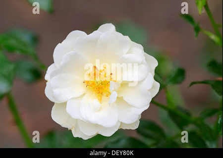 Rose (Rosa sp.), à la floraison, Rhénanie du Nord-Westphalie, Allemagne Banque D'Images