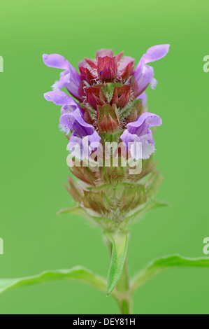 L'auto-guérison (Prunella vulgaris, Brunella vulgaris), Nordrhein-Westfalen, Allemagne Banque D'Images