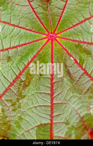 Le ricin, Ricinus (Ricinus communis), détail de feuille, Rhénanie du Nord-Westphalie, Allemagne Banque D'Images