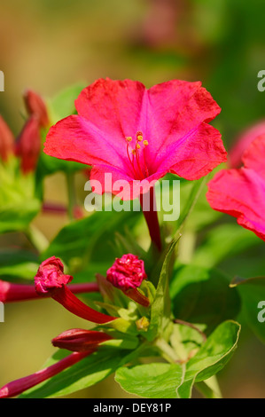 4 heures fleur ou émerveillez-vous du Pérou (Mirabilis jalapa), fleur, survenue en Amérique centrale, en Rhénanie du Nord-Westphalie, Allemagne Banque D'Images