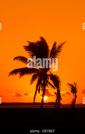 Le cocotier (Cocos nucifera) au lever du soleil, le Parc National des Everglades, Florida, United States Banque D'Images