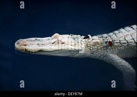 Alligator Alligator mississippiensis), (albino, captive, Parc National des Everglades, Florida, United States Banque D'Images